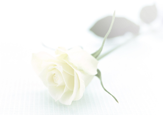 Rose blanche : Carte de remerciement décès